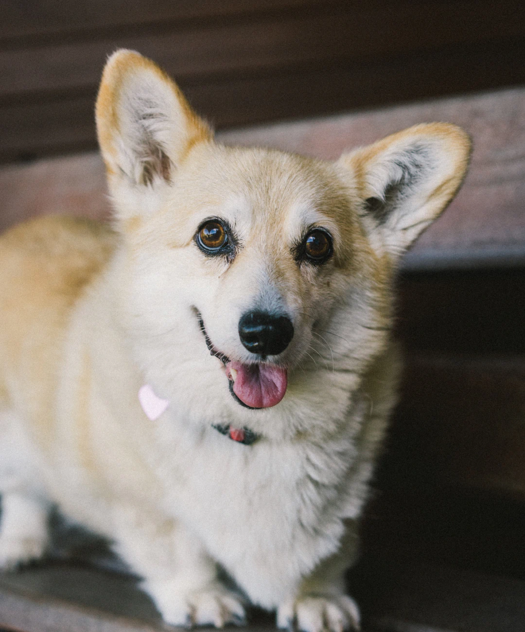 Desktop_About_Us_Beyond_Our_Walls A fluffy tan corgi with large ears and a pink collar sits on wooden steps, looking at the camera with its tongue out and a happy expression.