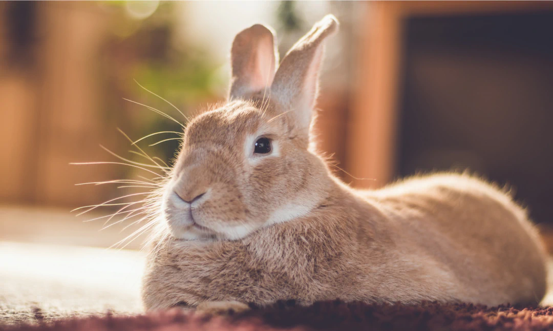 Desktop_About_Us_Hero A light brown rabbit with upright ears is lying on a soft surface indoors, looking slightly to the left. The background is softly blurred, highlighting the rabbit’s relaxed and calm expression.