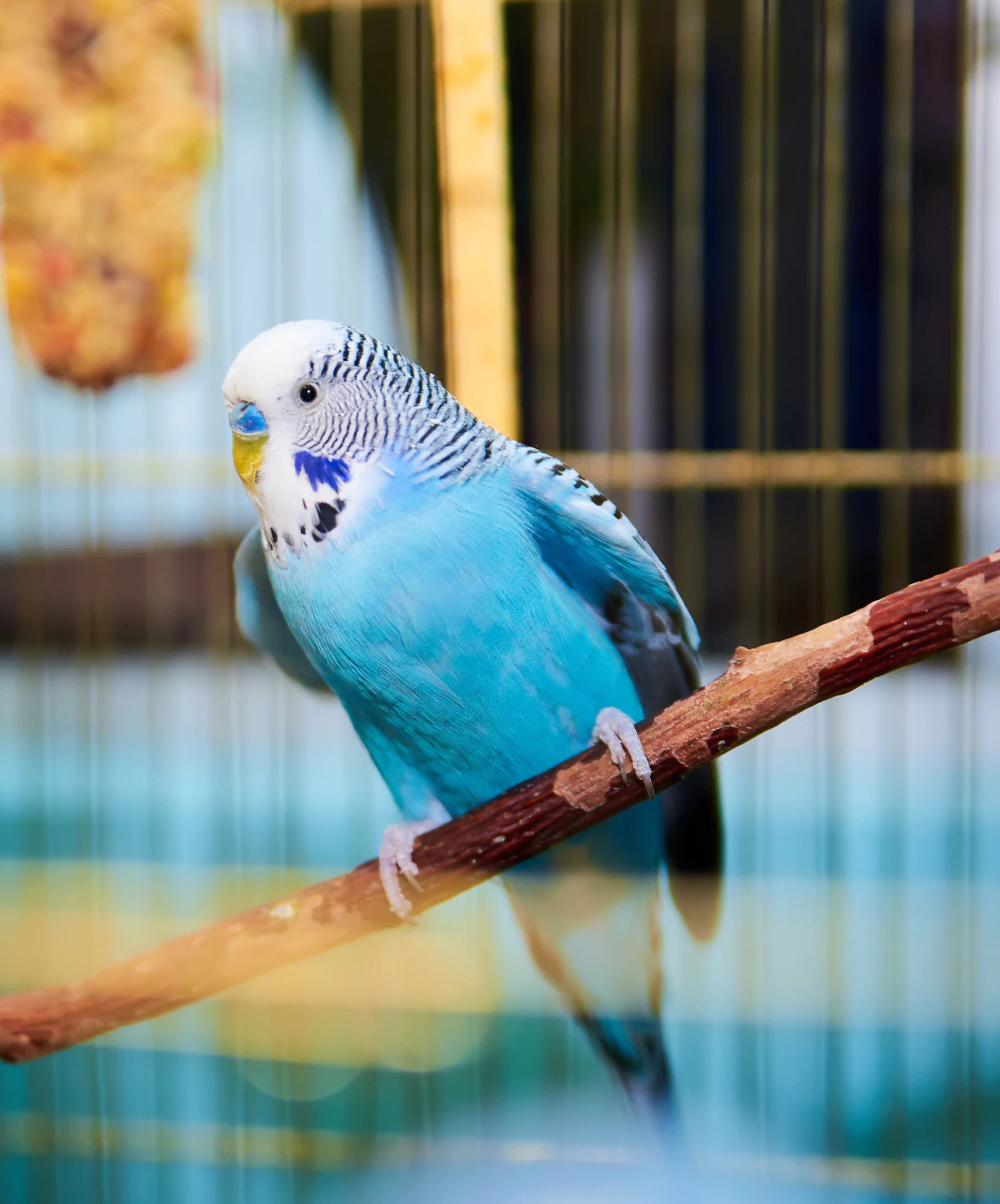 Desktop_About_Us_The_Annual_Checkup A blue budgie with white and black markings perches on a wooden branch inside a birdcage. A yellow bird treat or toy hangs in the background.