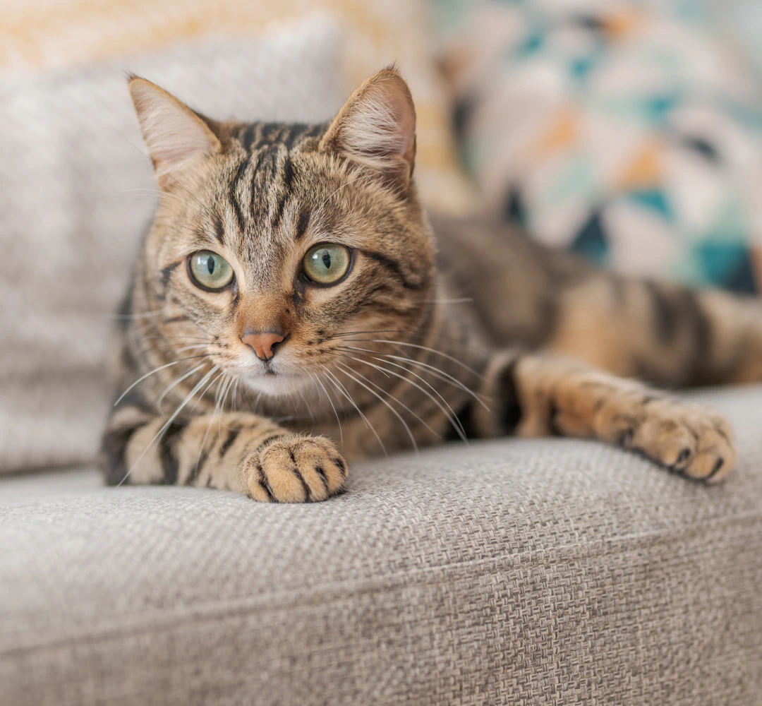 Desktop_Home_A_Community_Staple A brown tabby cat with green eyes lies on a light gray couch, looking alert and relaxed. Colorful pillows are blurred in the background.