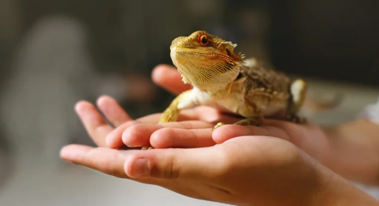 Exotic Pet Health Care