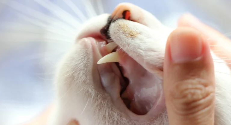 Surgical and Dental Care