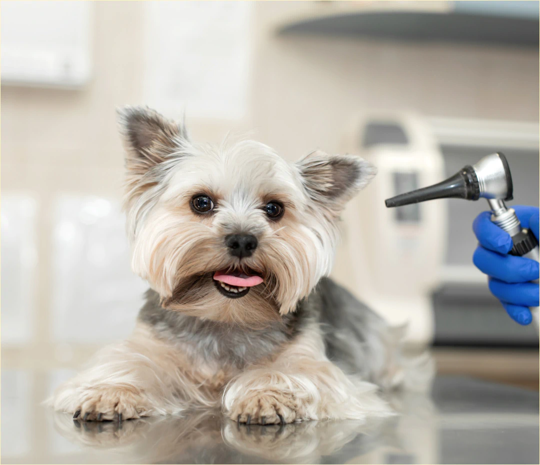 Desktop_Sub_Services_Image A small, fluffy dog lies on a vets exam table while a gloved hand holds an otoscope near its ear, preparing for an ear check.