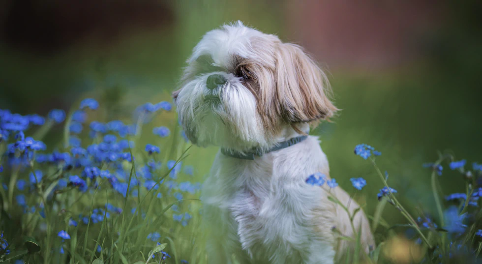 Tablet_About_Us_A_Georgetown_Legacy A small Shih Tzu dog with fluffy white and brown fur sits in a field of green grass and blue wildflowers, looking off to the side.
